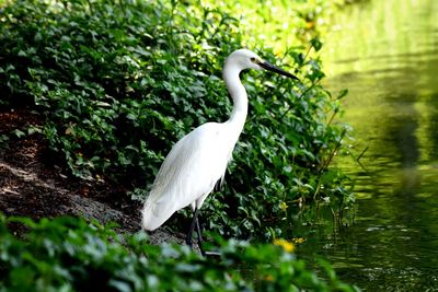 White duck in a lake