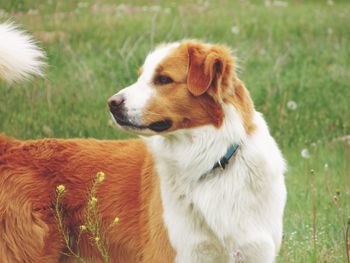 Close-up of dog on field