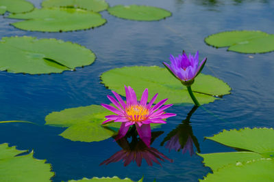 Lotus water lily in lake