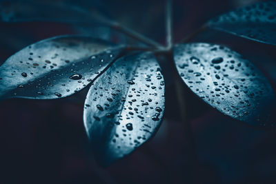 Close-up of water drops on leaf