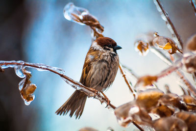 Close-up of bird perching on branch