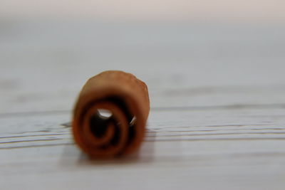 Close-up of shell on the table