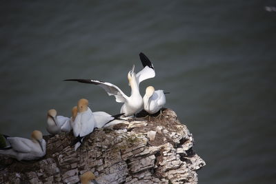 Northern gannets preparing for the breeding season