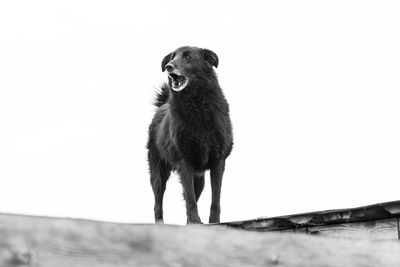 Portrait of dog standing against sky