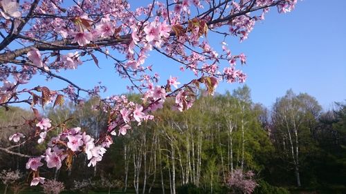 Pink flowers blooming on tree