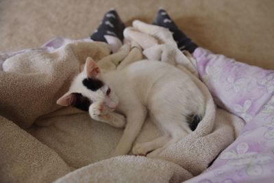 Low section of woman by cat lying on blanket at home