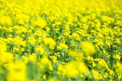 Scenic view of oilseed rape field