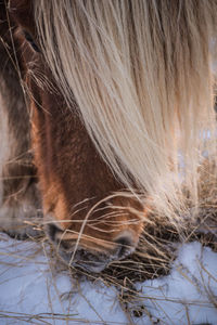 Close-up of horse in winter