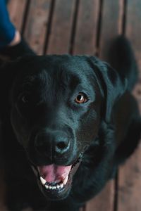 Close-up portrait of dog