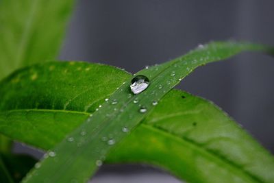 Close-up of green leaves