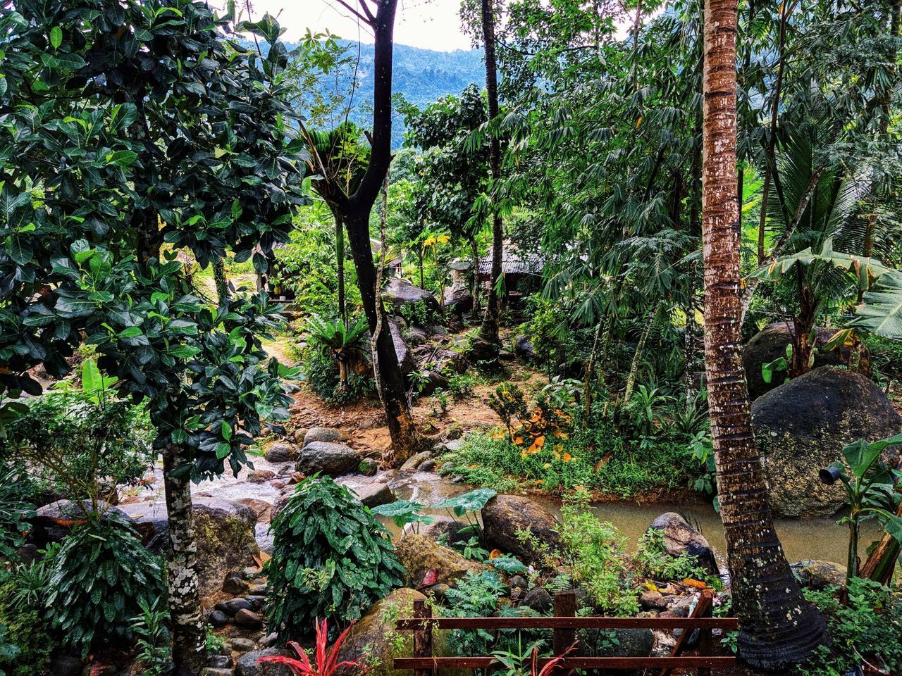 TREES IN GARDEN