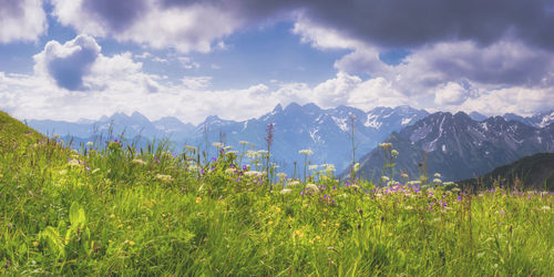 Scenic view of field against sky