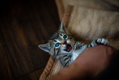 High angle portrait of cat relaxing on hand