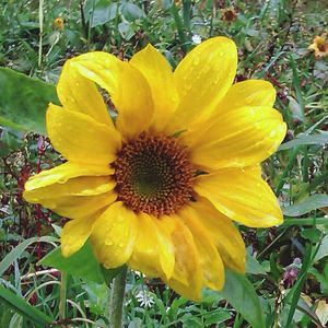 Close-up of yellow flower