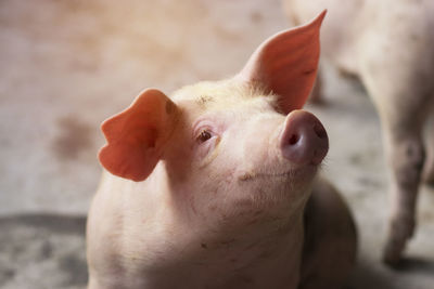 Close-up of piglet at farm