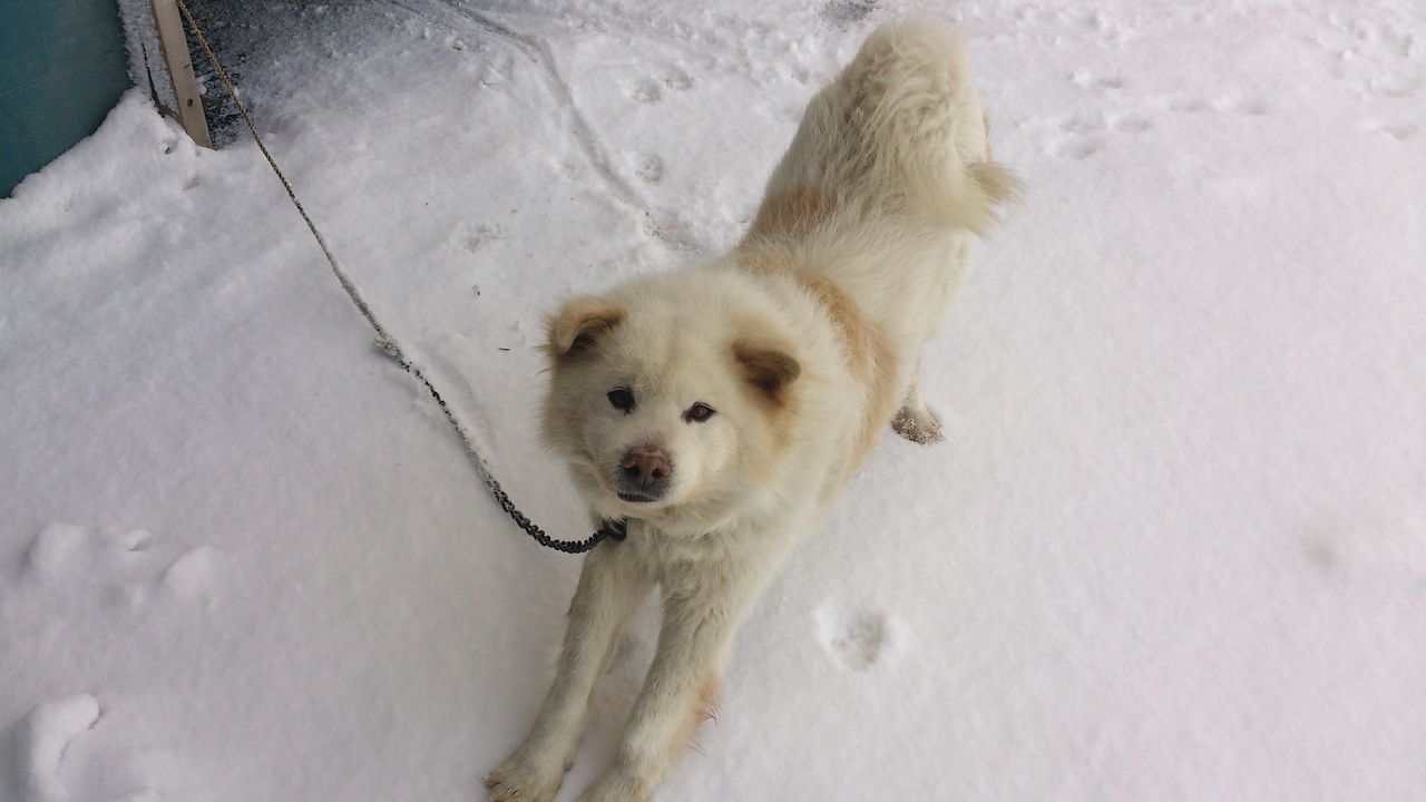 animal themes, domestic animals, dog, mammal, pets, one animal, high angle view, white color, sand, snow, cold temperature, zoology, winter, relaxation, day, beach, portrait, looking at camera, no people, outdoors