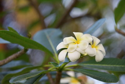 Close-up of white flowering plant