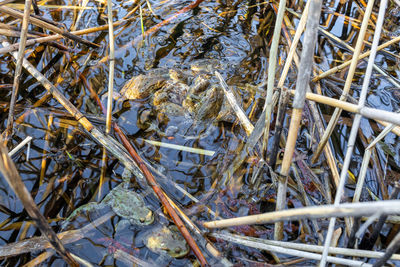 High angle view of fish on plants