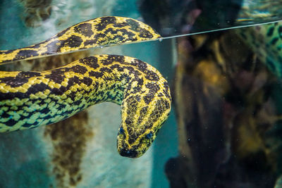 Close-up of turtle swimming in water