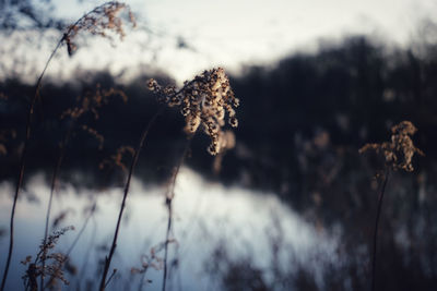 Close-up of dried plant during winter