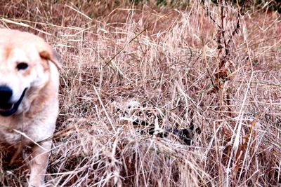 Close-up of dog in grass