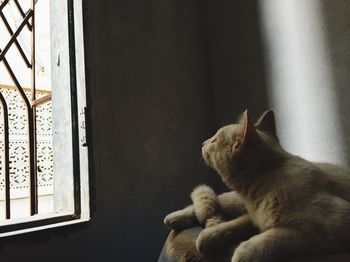 Cat looking through window at home