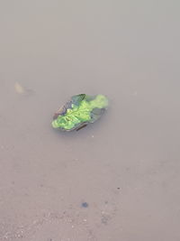 High angle view of leaf floating on water