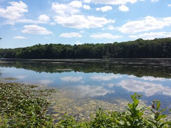 Reflection of trees in lake