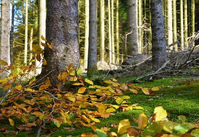 Plants growing in forest