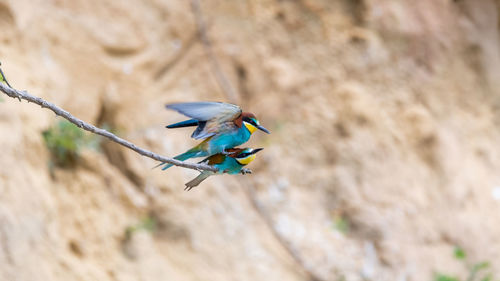 Bird perching on a branch