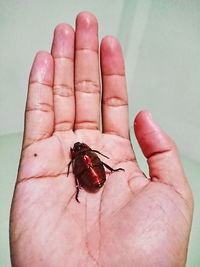 Close-up of insect on human hand