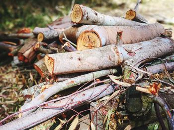 Close-up of logs on field