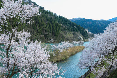 Scenic view of cherry blossom by trees against sky