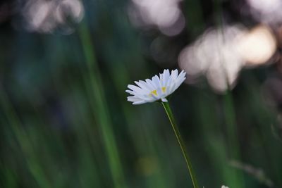 Close-up of daisy plant on field