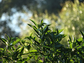 Close-up of fresh green plant