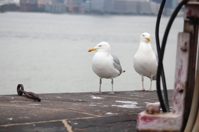 Seagulls perching at promenade