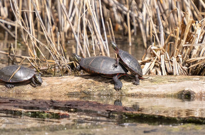 Painted turtle on a log is basking in the sunshine at the lake