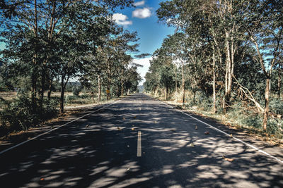 Surface level of road along trees