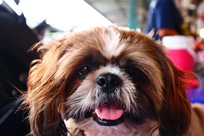 Close-up portrait of dog