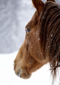 Close-up of a horse on snow