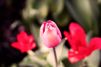 Close-up of pink tulips