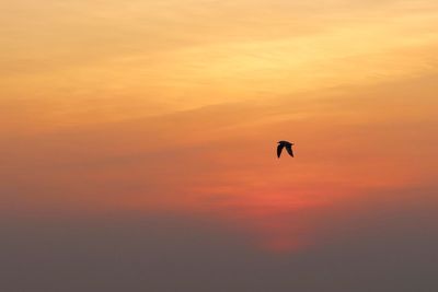 Silhouette of bird flying in sky