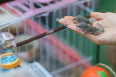 Close-up of hand holding bird