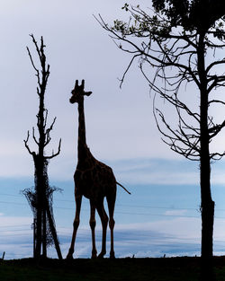 Horse standing on a tree