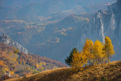 Mountain autumn landscape with yellow birch trees. filtered image