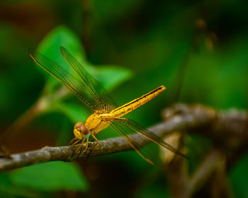 Close-up of dragonfly on plant