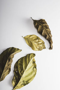 Close-up of dried leaves against white background