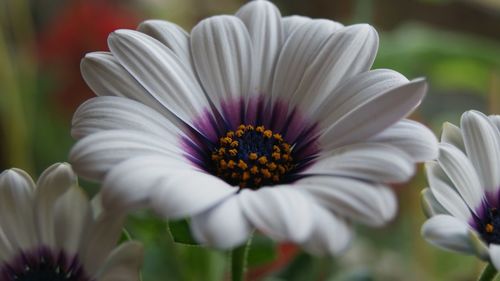 Close-up of white flowering plants in park