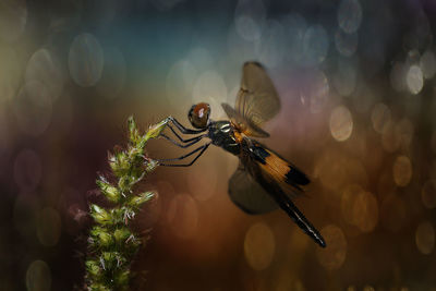 Dragonfly with bokeh