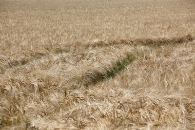 Full frame shot of wheat field